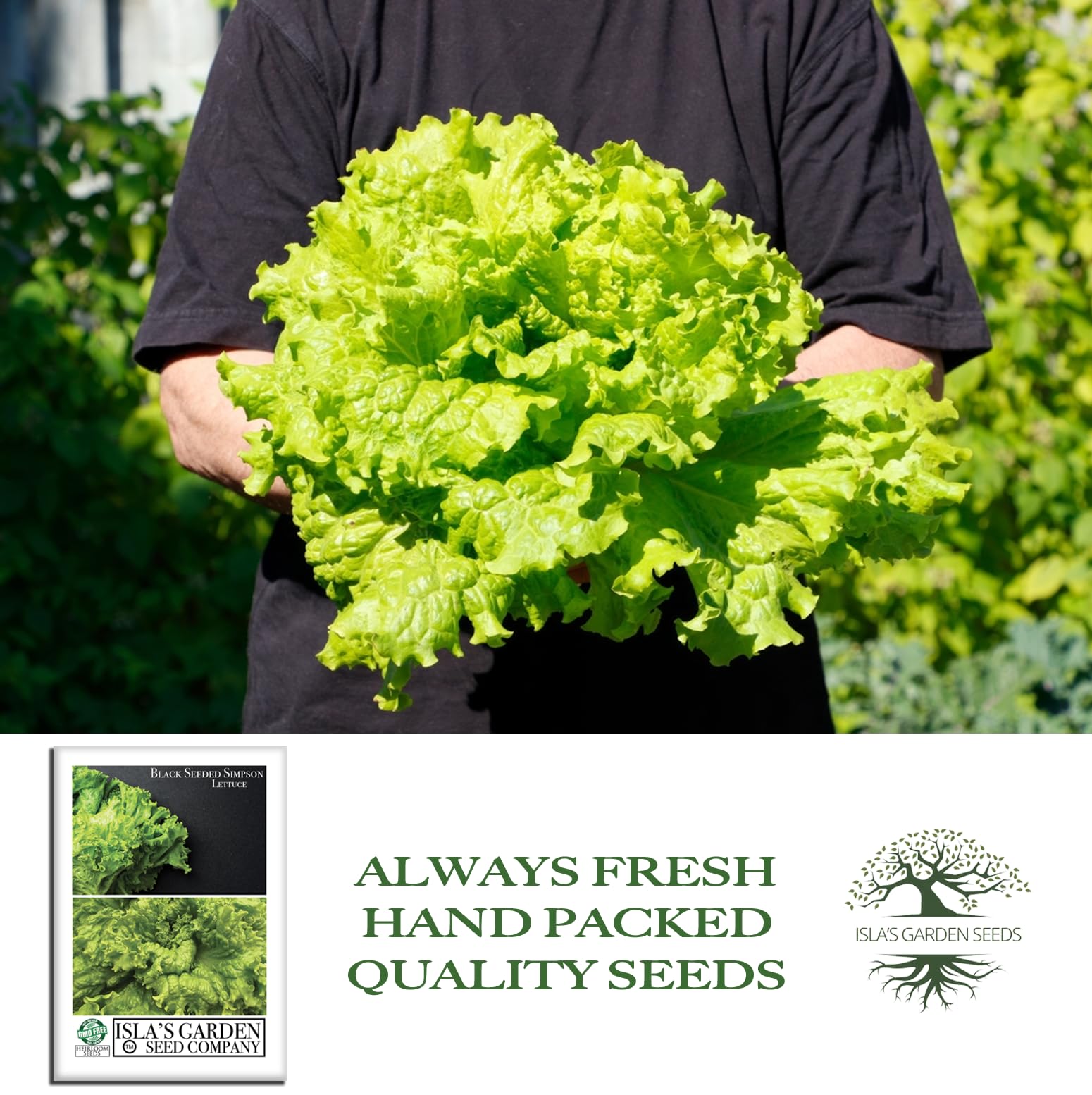Amazon.com : Black Seeded Simpson Lettuce Seeds - 1000+ Heirloom